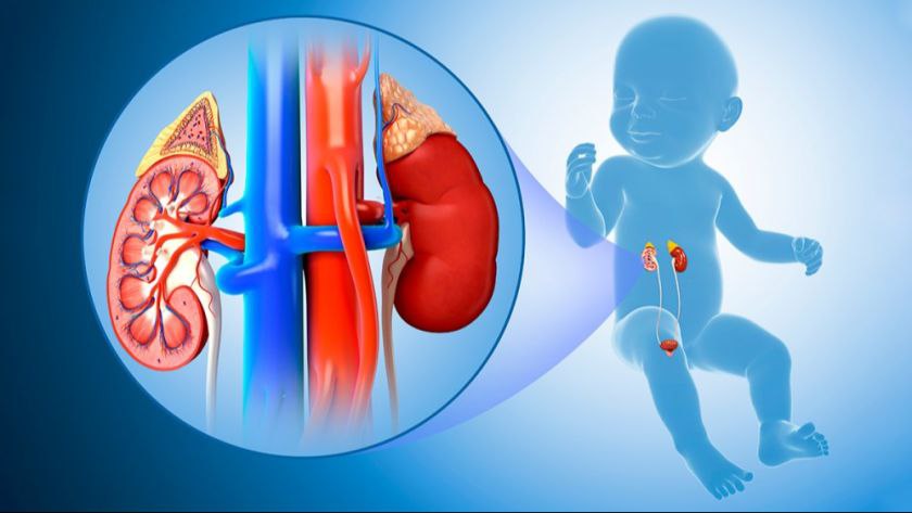 How to evaluate a case of hypospadias?